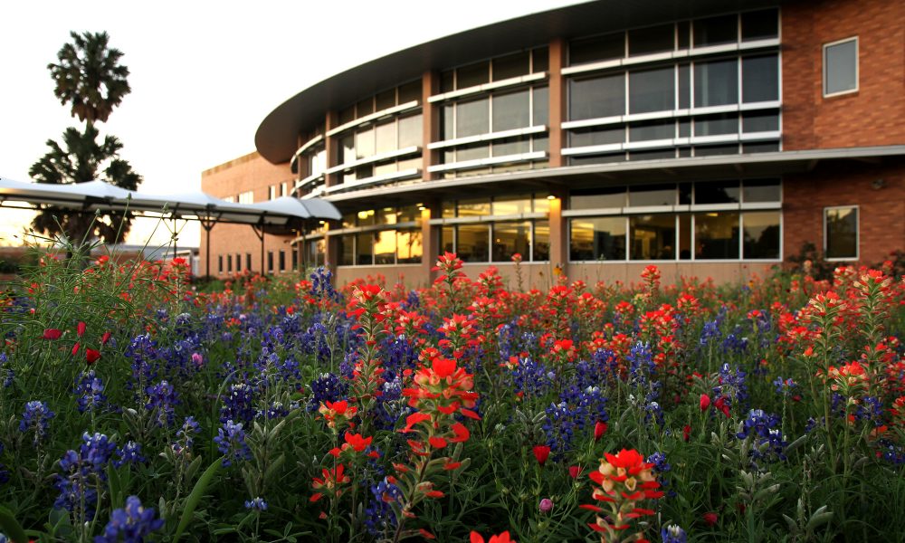 Image of the Main Building along with a field of wildflowers in front of it