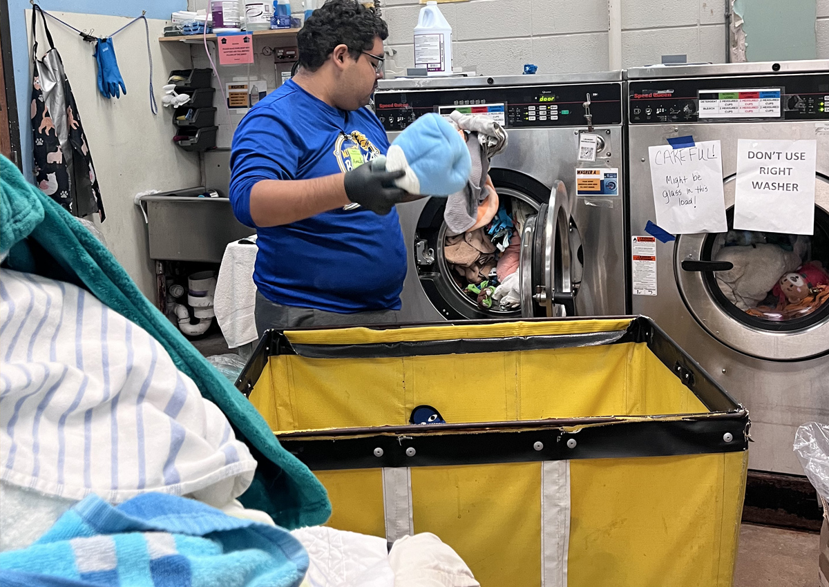 An adolescent does laundry in a laundry room with industrial washers and dryers and large laundry bins.
