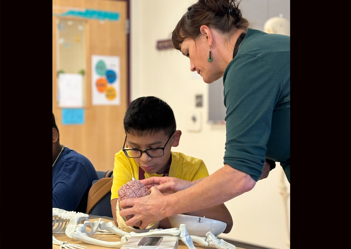 An adult shows a model of the brain inside the skull to an adolescent, who feels the brain.