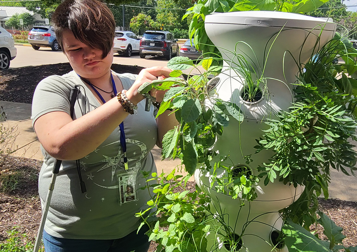 An adolescent explores plants growing out of planter that grows plants in a four square foot space.