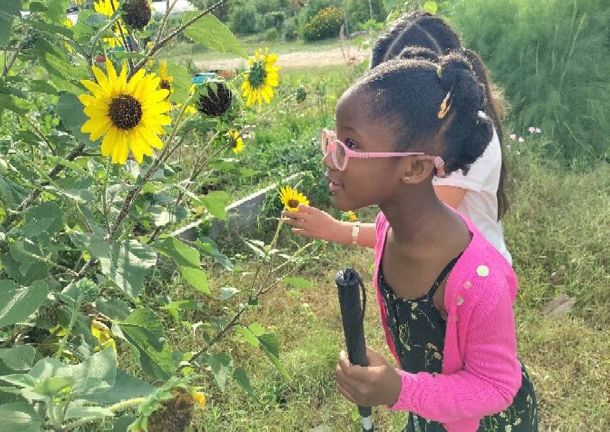 An elementary school-aged student explores sunflowers at a Community Garden.