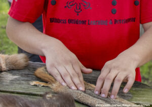 Hands feel an animal pelt on a table outdoors. Photo credit: Courtesy Maegan Lanham, TPWD