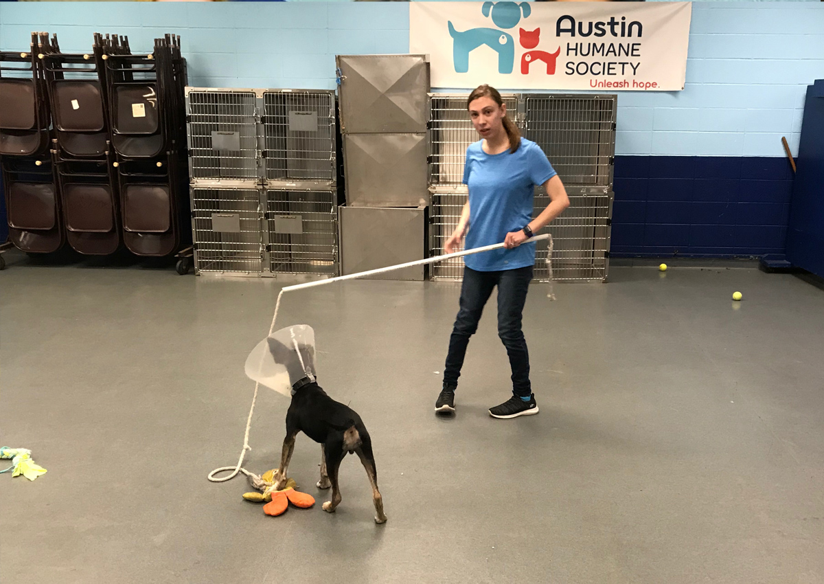 An adolescent holds a stick with a stuffed animal attached in front of a dog wearing a cone in a large indoor space.