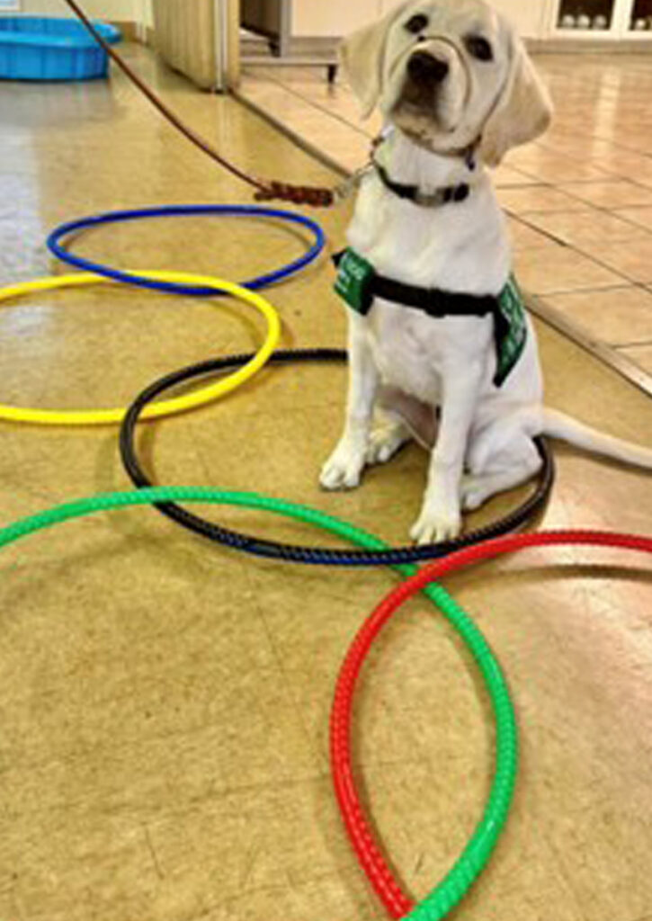 Un pequeño cachorro labrador amarillo está sentado dentro de unos aros de hula hula acomodados como el símbolo olímpico.
