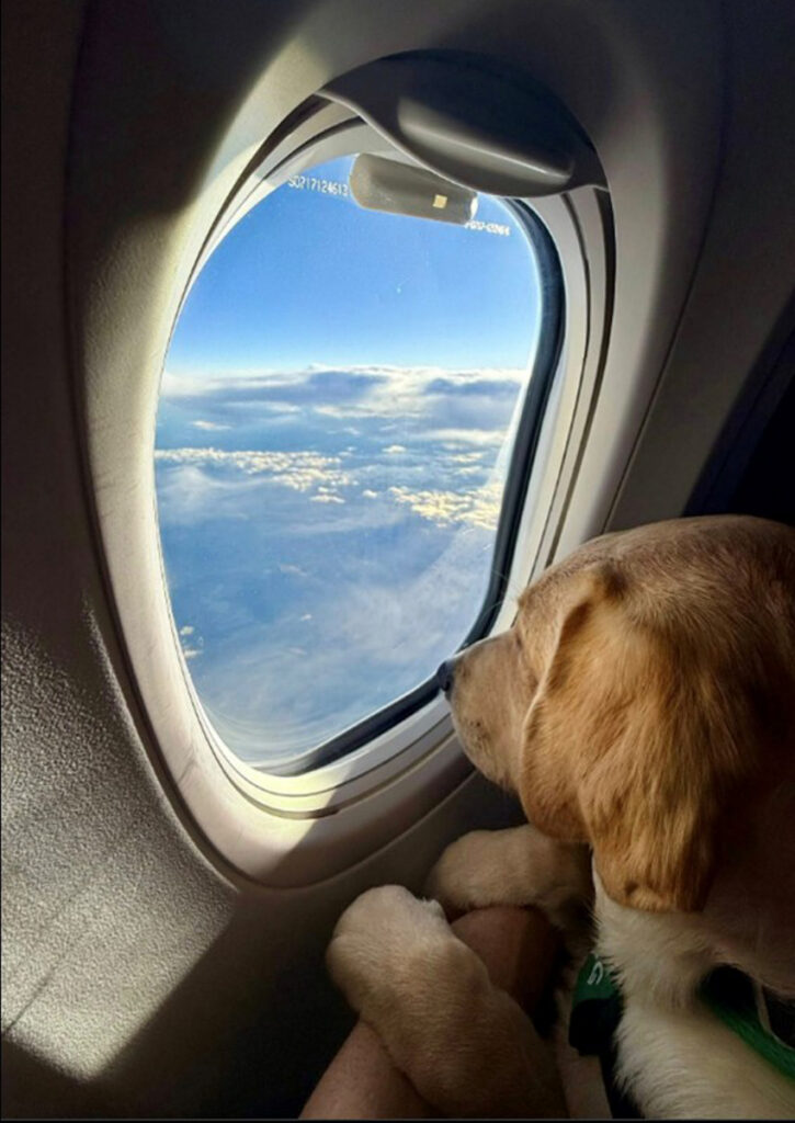 Un perro está sentado en un asiento de avión con el hocico pegado a la ventana.