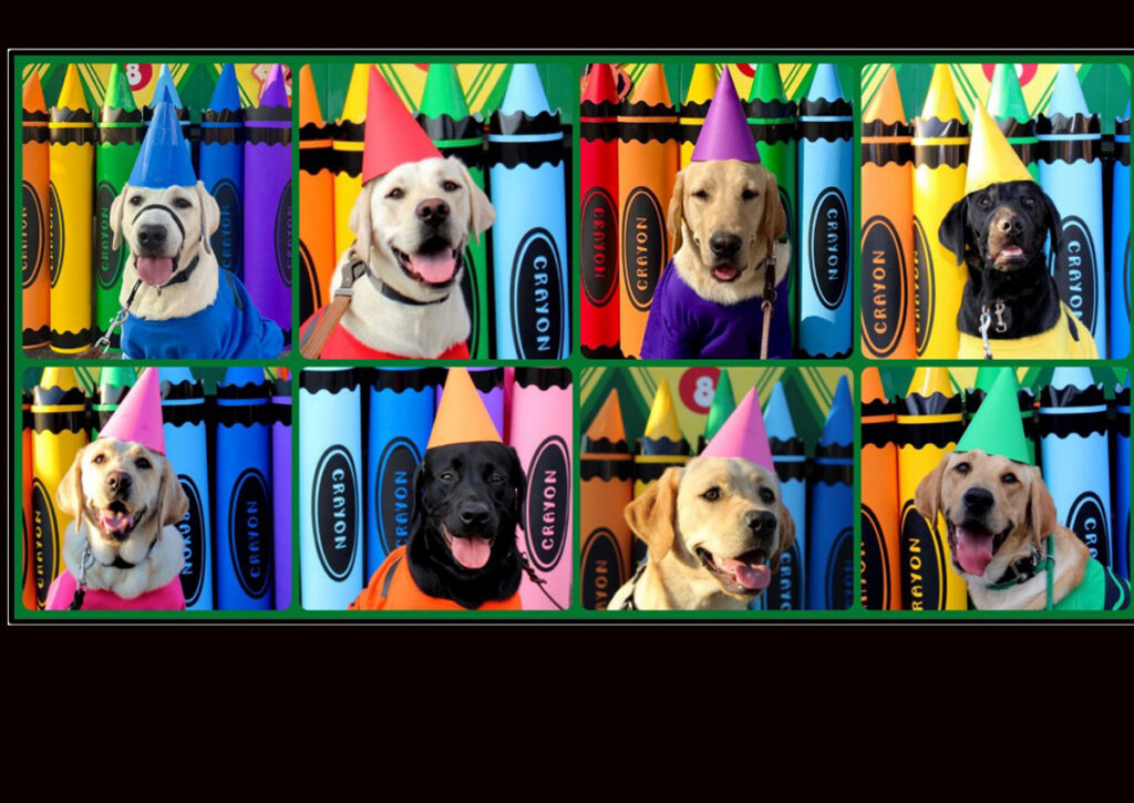 A horizontal collage of eight photos of puppies dressed as crayons for Halloween.