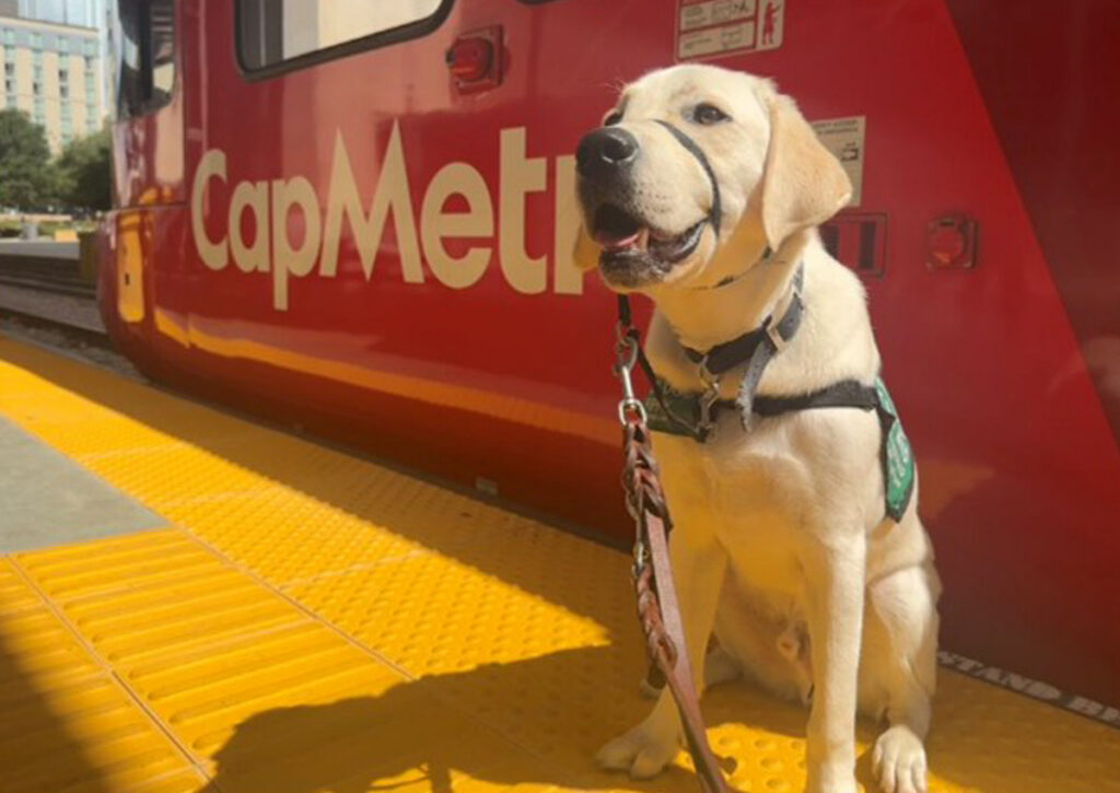 A dog wearing a harness sits alone beside the train.