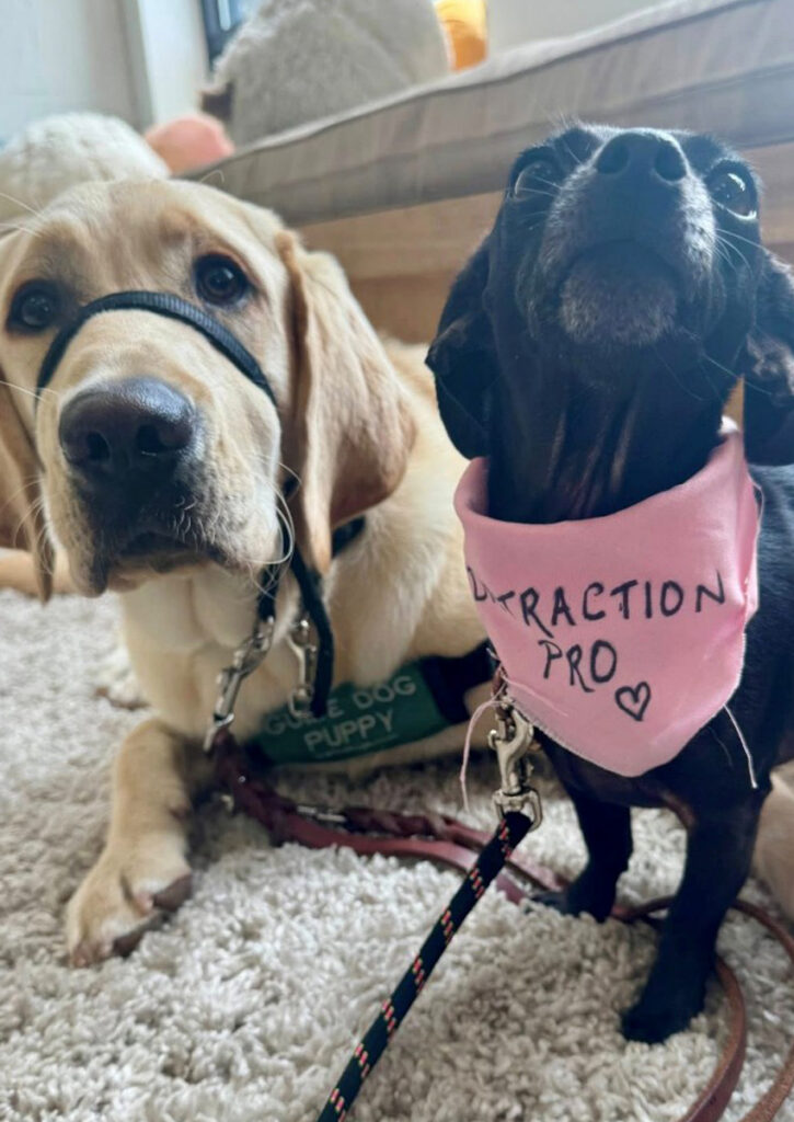 A yellow labrador guide dog puppy lies down next to a tiny black chihuahua that is wearing a tiny pink bandanna that says “Distraction Pro”.